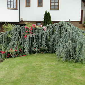 Cedrus atlantica 'Glauca Pendula'