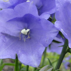 Campanula sp.