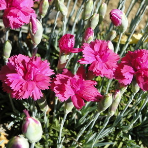 Dianthus sp.