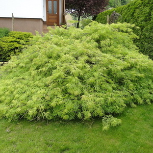 Acer palmatum 'Dissectum'