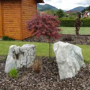 Acer palmatum 'Dissectum Garnet'