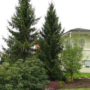 Picea omorika in Rhododendron sp.