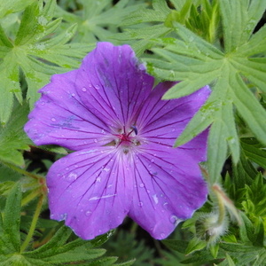 Geranium 'Tiny Monster'