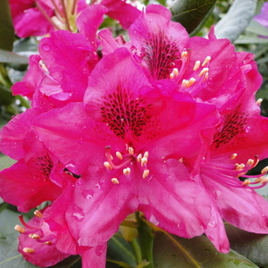 Rhododendron sp.