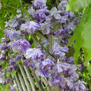 Cvet Wisteria sinensis