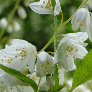 Cvet Deutzia gracilis