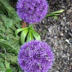 Allium sp.