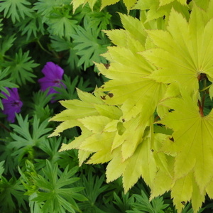 Acer shir. 'Aureum' in Geranium 'Tiny Monstre'