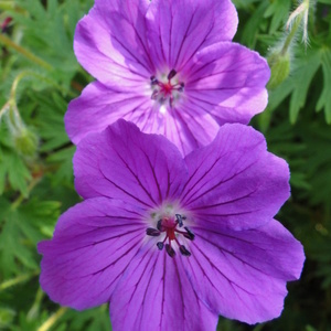 Geranium 'Tiny Monster'