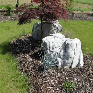 Acer palmatum 'Dissectum Garnet'