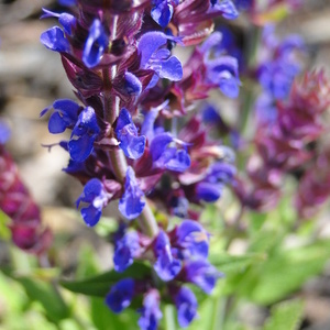 Salvia nemorosa 'Mainacht'