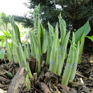 Hosta 'Praying Hands' je pogledala iz zemlje