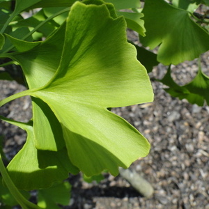 Listi Ginko biloba