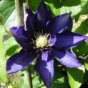 Clematis sp.