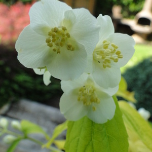 Philadelphus caus. 'Aureus'