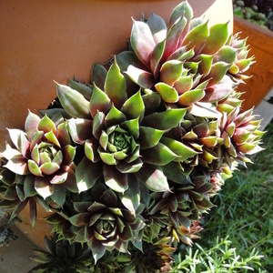 Sempervivum sp.