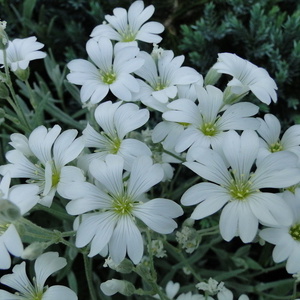 Cerastium tom. 'Silberteppich'