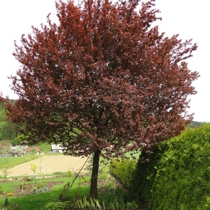 Prunus cercifera 'Nigra'