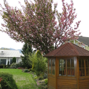 Prunus serrulata 'Kanzan'