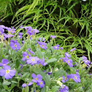 Aubretia 'Cascad Blau'