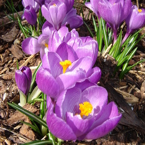 Žafrani (Crocus vernus)