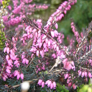 Erica carnea