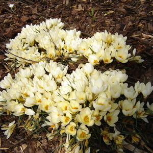 Crocus vernus