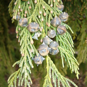 Storžki na Chamaecyparis nootkatensis 'Pendula'