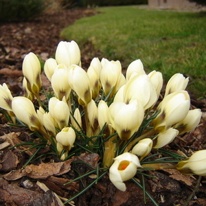 Prvi znanilci pomladi (Crocus vernus)