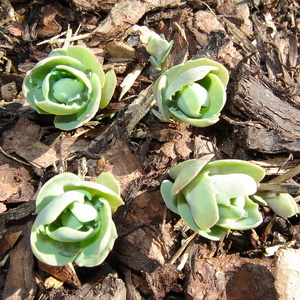 Sedum sp. je začel kukati iz zemlje