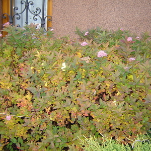 Spirea japonica 'Anthony Waterer' - medvejka