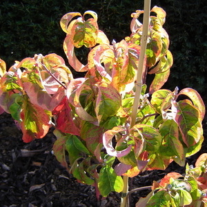 Cornus sp.