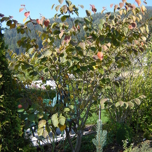 Hamamelis ''Jelena'' - nepozebnik