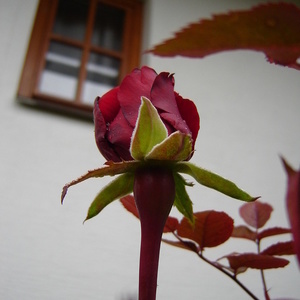 Zadnje cvetenje Rosa 'Ingrid Bergman'