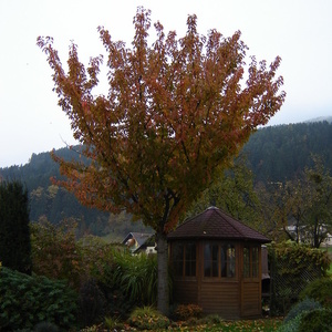 Prunus serrulata 'Kanzan' je s svojim listjem polna barv v jeseni