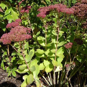 Sedum sp.