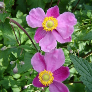 Anemone sp.