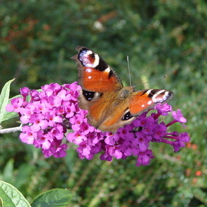 Buddleja davidii in metuljček