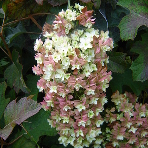 Cvet hrastavolistne hortenzije