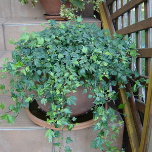 Hedera sp.