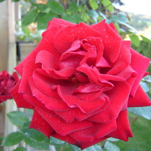 Rosa ''Ingrid Bergman'' (cvet)