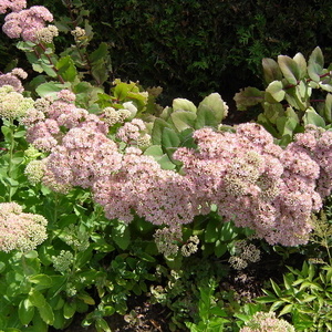 Sedum sp.