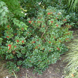 Ilex m. 'Blue Princes'