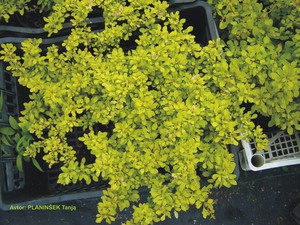 Berberis thunbergii Bonanza Gold.jpg