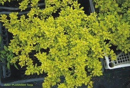 Berberis thunbergii 'Bonanza Gold®' - pritlikavi rumenolistni češmin