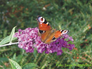 Buddleja davidii.jpg