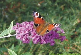 Buddleja davidii - Davidova budleja, metuljnik