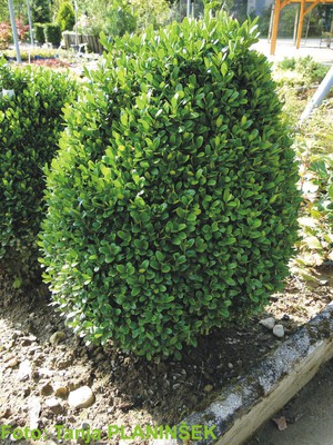 Buxus sempervirens Suffruticosa 2.jpg