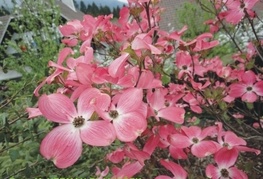 Cornus florida 'Rubra' - floridski dren cvetnik