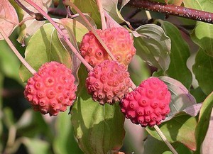 Cornus_kousa_fruit.jpg